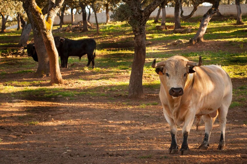 A cow standing in a grassy area with trees and a dirt path. 1