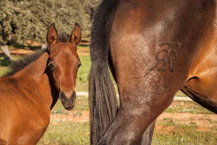 Two horses, one with a visible 'R' marking on its side, in a grassy field with trees in the background. 4