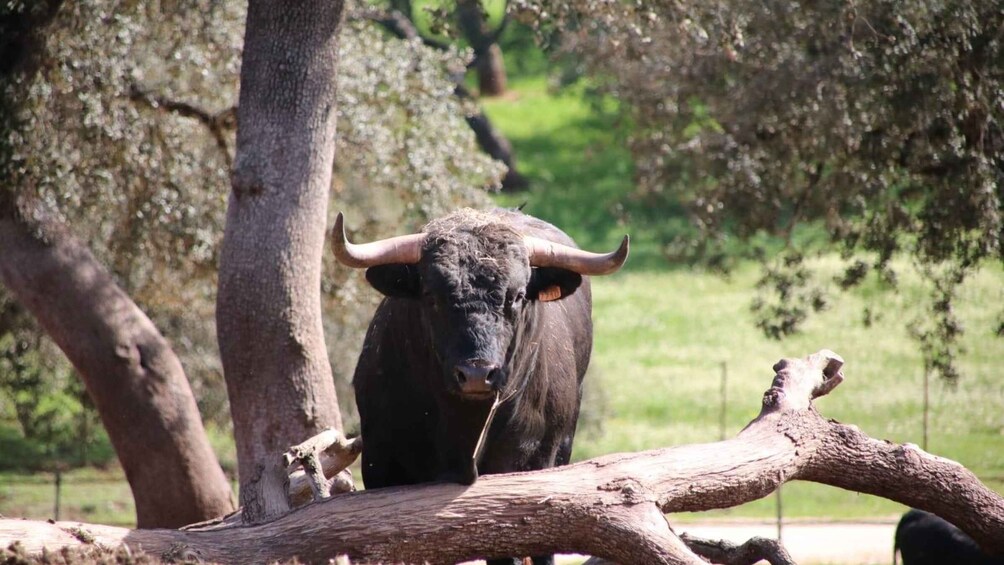 A bull with large horns standing behind a fallen tree in a grassy area with trees in the background. 5