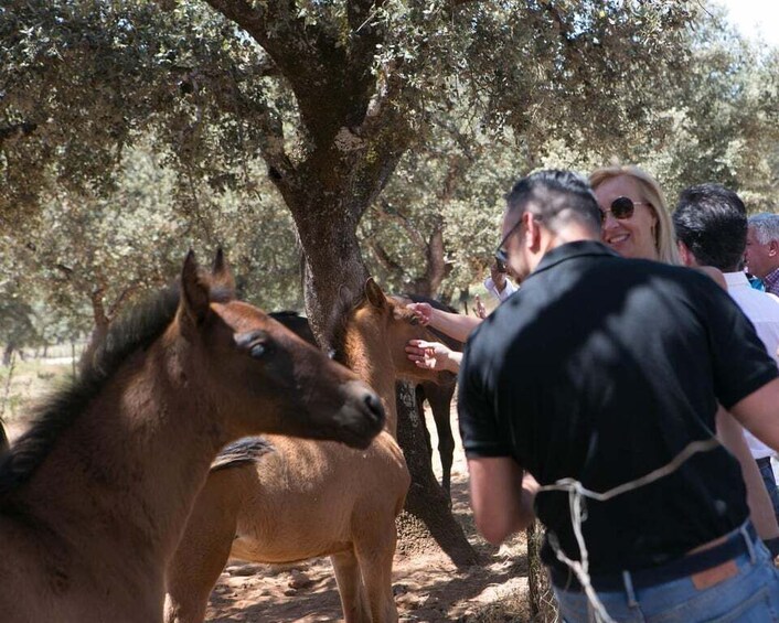 A group of people interacting with horses in a wooded area. 3