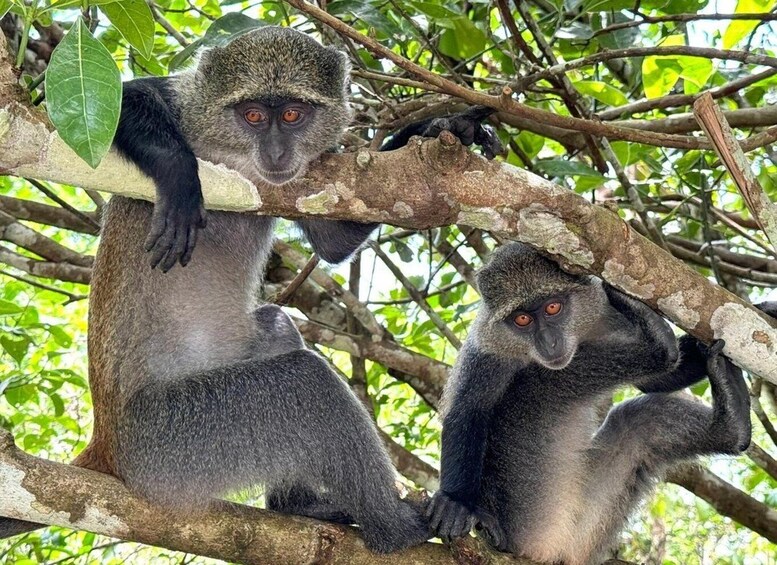 Two monkeys sitting on a tree branch in a forest. 4