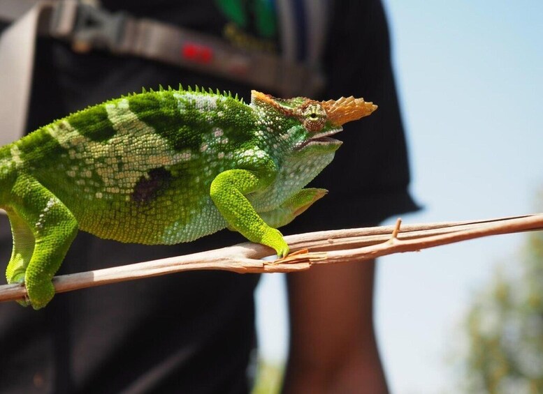 A green chameleon on a branch. 3