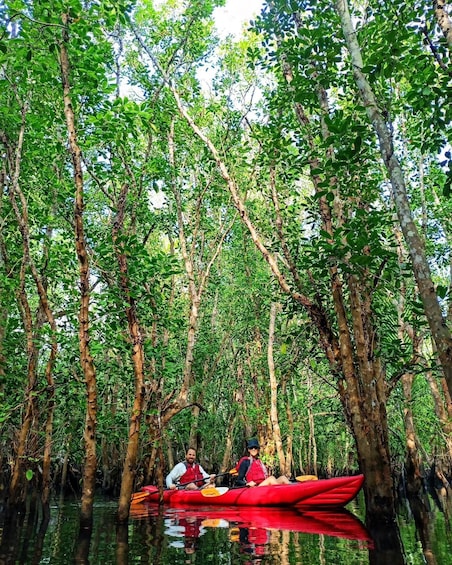 Two people kayaking in a mangrove forest. 3