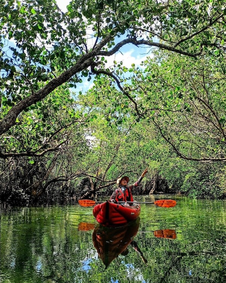 A person kayaking in a mangrove forest. 2