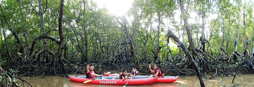 A group of people in red kayaks on a river surrounded by mangrove trees. 5