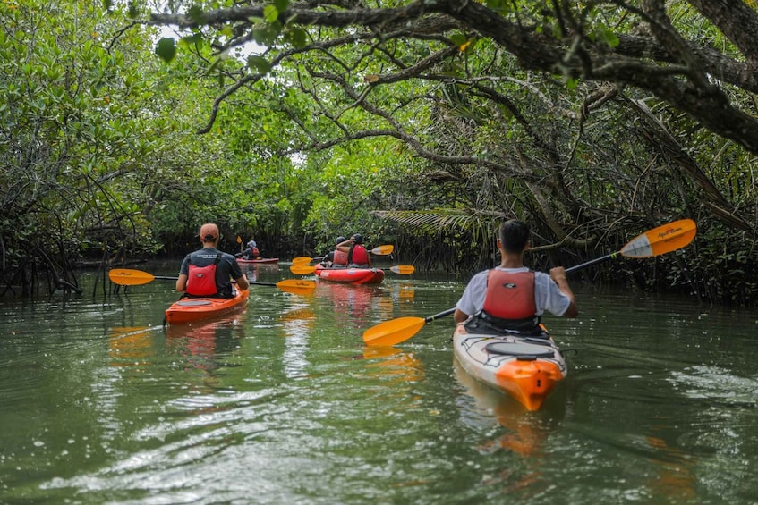 People kayaking through a mangrove forest. 4