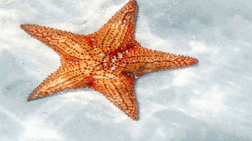 A starfish on a sandy surface. 3