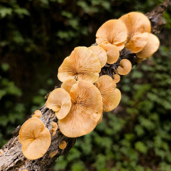 A cluster of orange mushrooms growing on a tree branch. 2