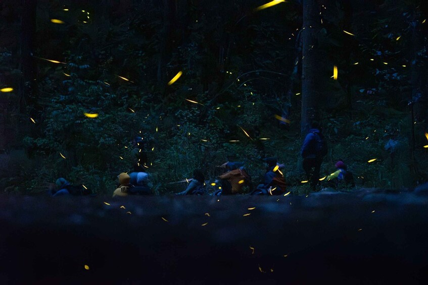 A group of people in a forest with yellow lights in the air. 4