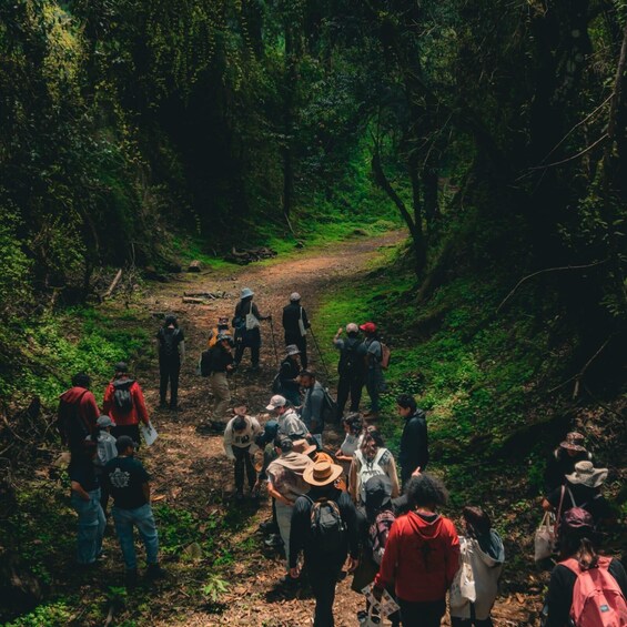 A group of hikers on a forest trail. 1