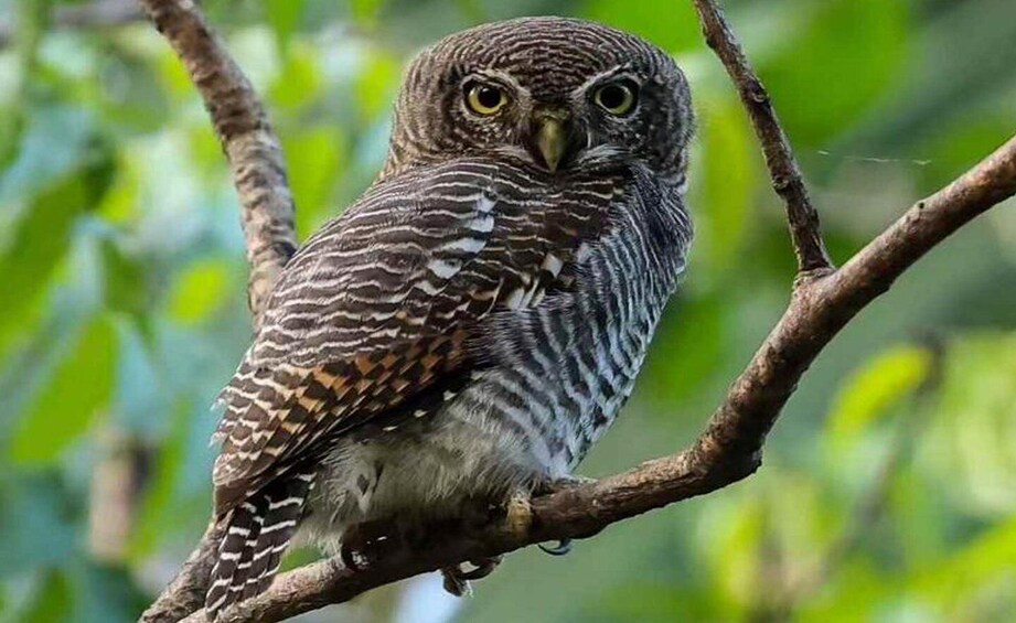 An owl perched on a branch. 3
