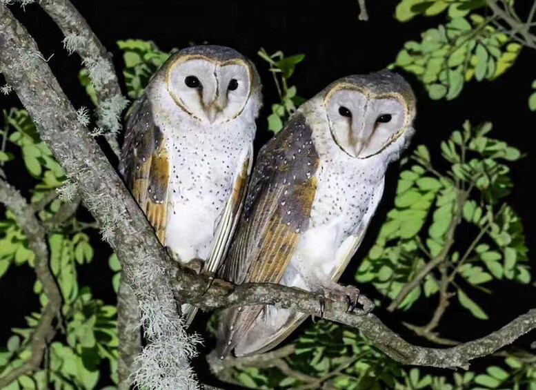 Two owls perched on a branch with green foliage in the background. 4
