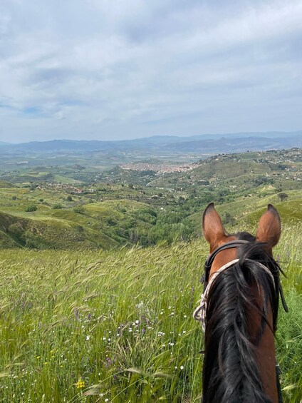 A horse's head in the foreground with a rural landscape and a distant town in the background. 3