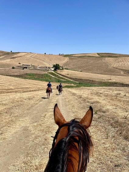 A horse-drawn carriage on a dirt road through a hilly landscape. 4