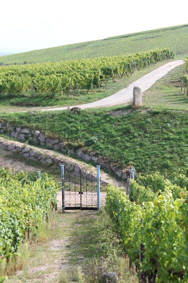 A vineyard with rows of grapevines, a stone wall, and a gate. 1