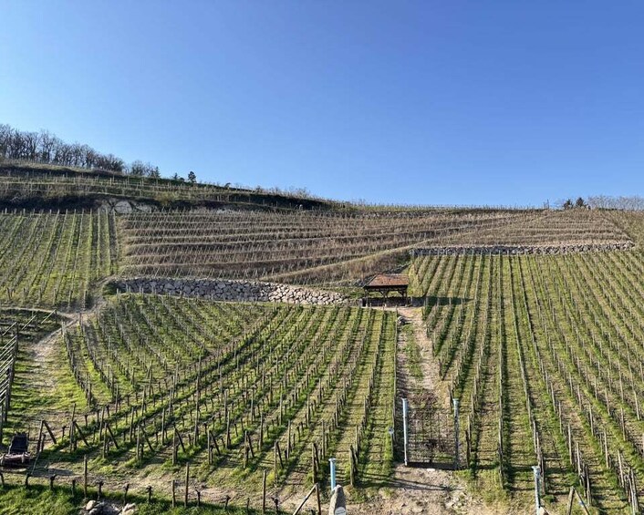 A vineyard with rows of grapevines and a small structure on a hill. 5