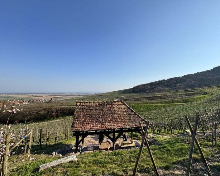 A vineyard with rows of grapevines, a rustic brick structure, and a hilly landscape in the background. 4