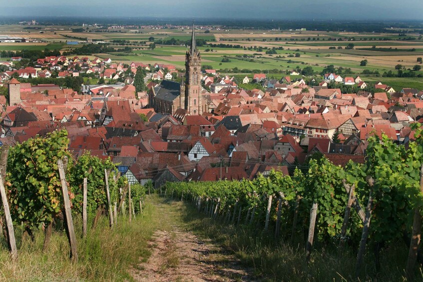A town with a prominent church tower, vineyards, and red-roofed houses. 1