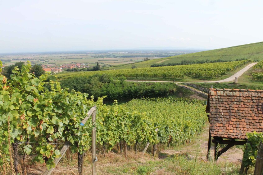A vineyard with rows of grapevines, a dirt path, and a rustic building. 2