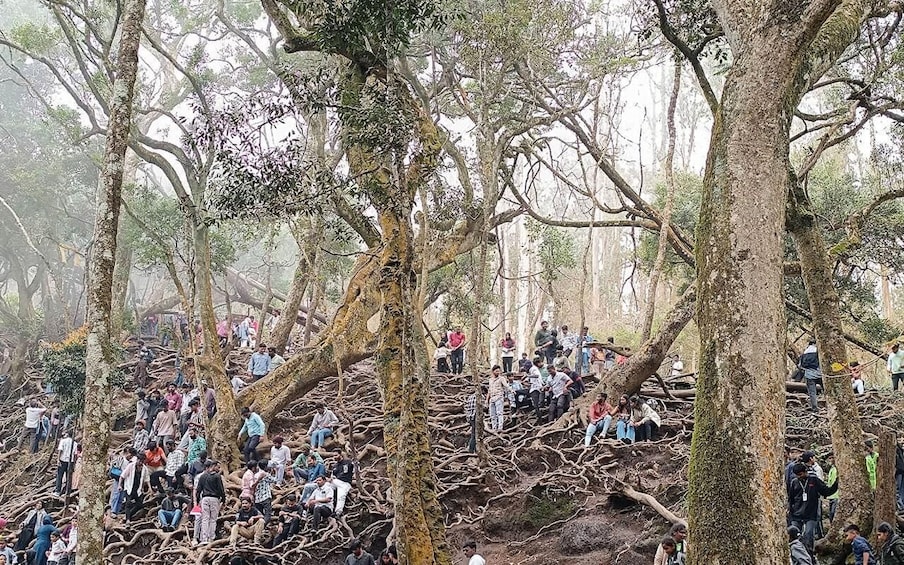 A dense forest with people sitting and standing on the ground and tree branches. 5