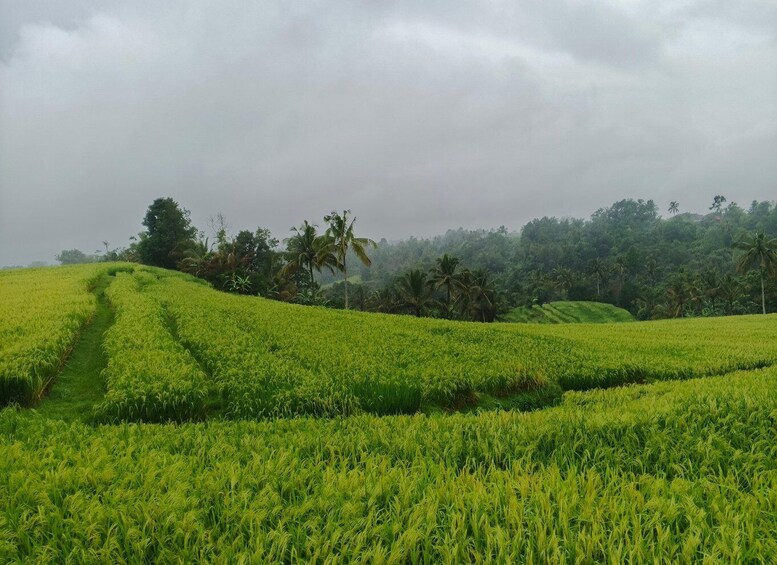 A lush green rice paddy field with a narrow path leading through it, surrounded by palm trees and a cloudy sky. 2