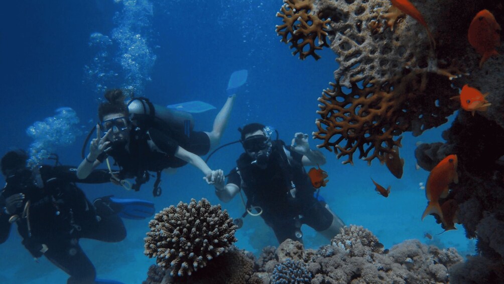 Scuba divers exploring a coral reef with various fish species. 4