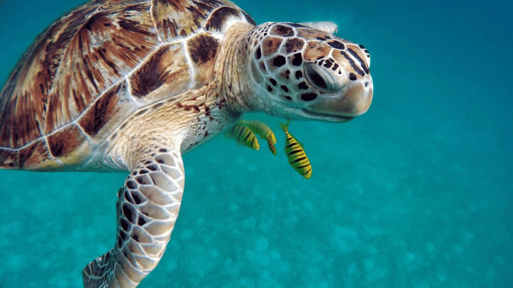 A sea turtle swimming with two yellow fish. 3