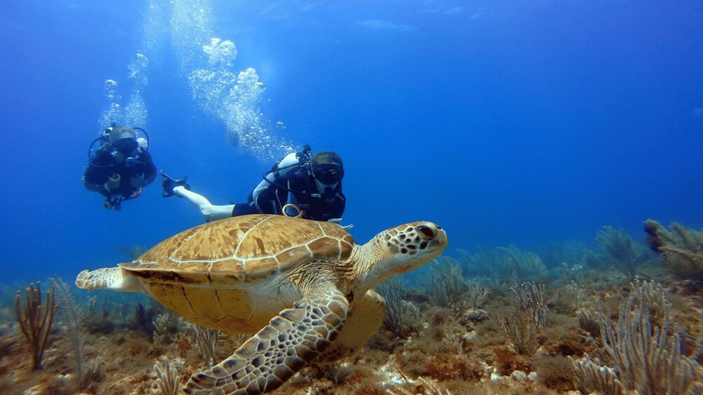 A sea turtle swimming underwater with two scuba divers. 2
