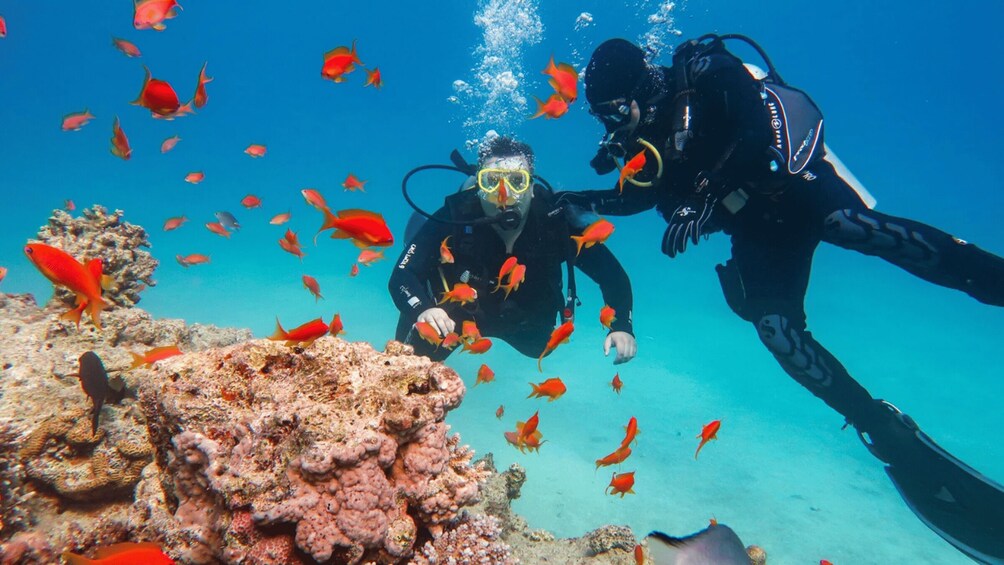 Two scuba divers exploring a coral reef with vibrant orange fish swimming around them. 1