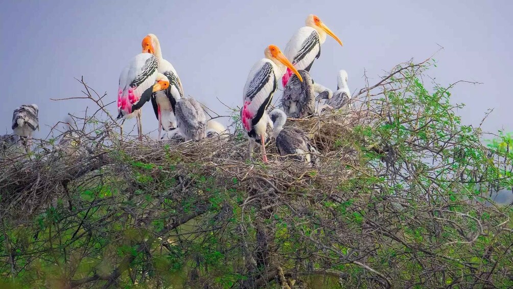 A group of storks with chicks in a nest amidst dense foliage. 1