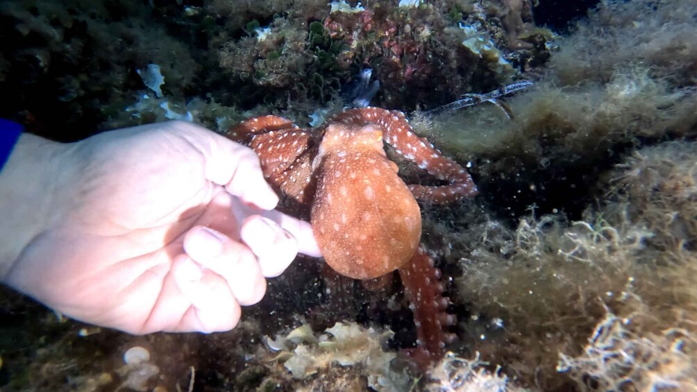 A hand holding a brown crab with white spots. 1