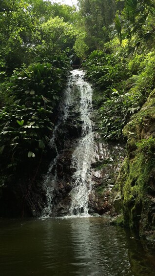 A waterfall in a lush green forest. 5