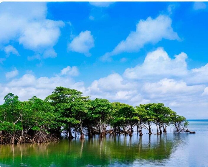 A mangrove forest with clear blue sky and calm water. 1