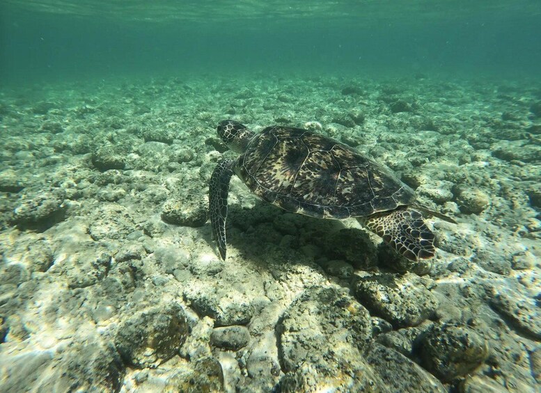 A sea turtle on a rocky seabed. 4