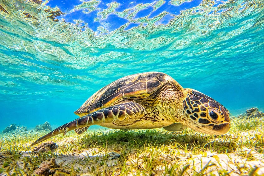 A sea turtle swimming underwater with clear blue water and green seaweed on the ocean floor. 1