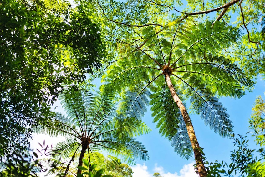 A tall tree with a broad canopy of green leaves against a clear blue sky. 2