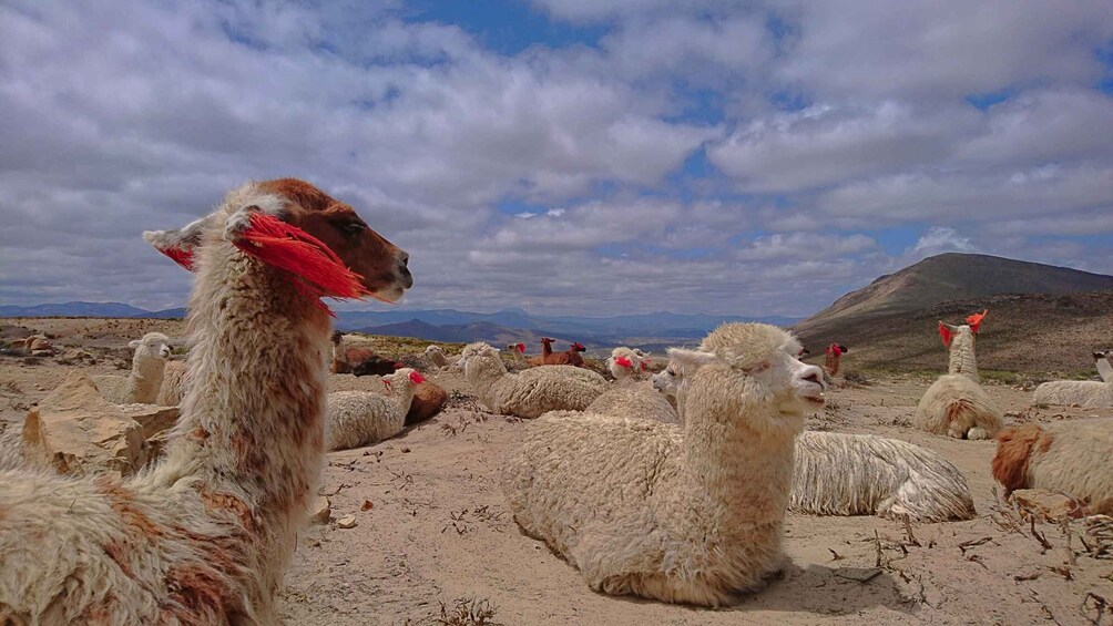 A group of llamas in a dry, rocky landscape with a mountain in the background. 1