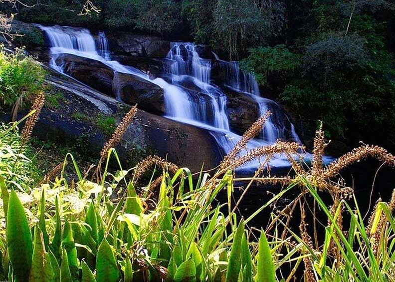 A multi-tiered waterfall surrounded by lush greenery and tall grasses. 1