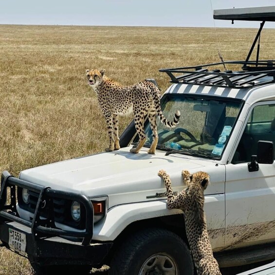 A cheetah on a vehicle in a grassy field. 1