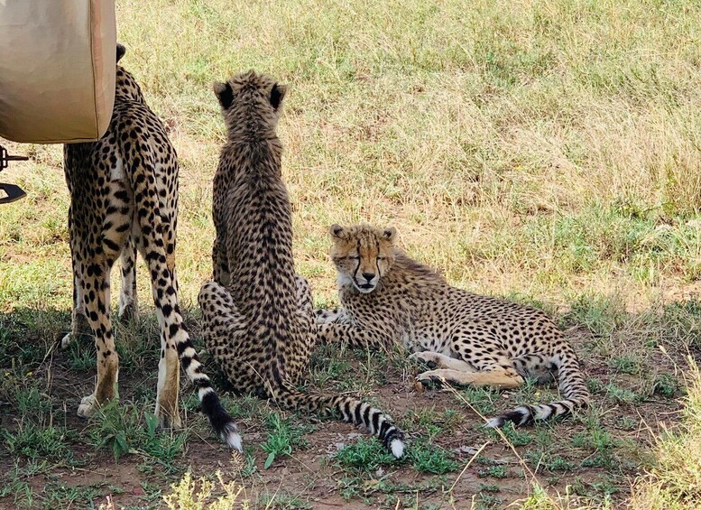 Three cheetahs in a grassy field with one lying down and two standing. 2