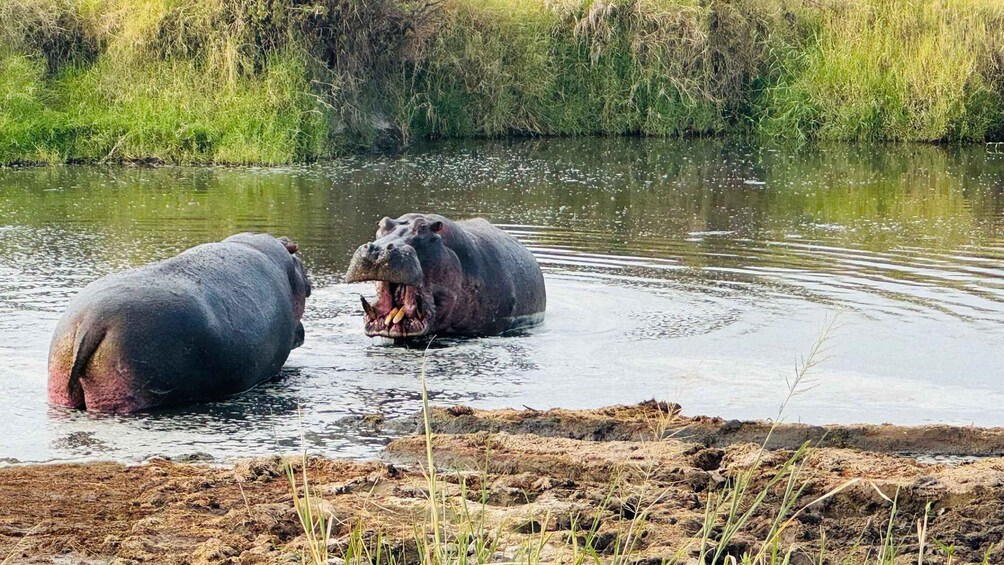 Two hippos in a water body surrounded by grass and trees. 4