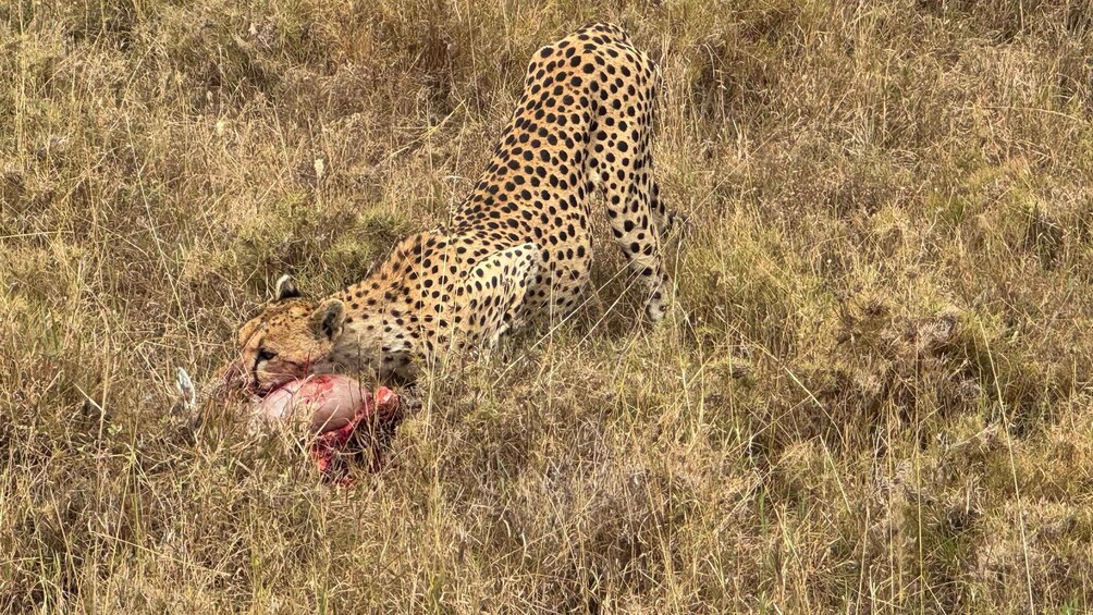 A cheetah eating a carcass in a grassy field. 3