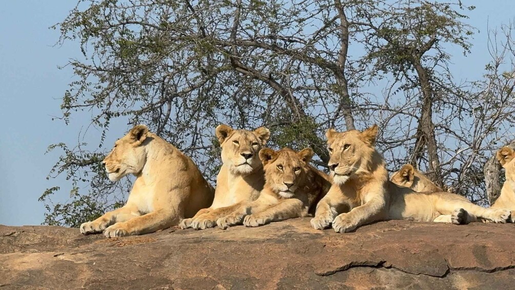 A group of lions resting on a rock with sparse trees in the background. 5
