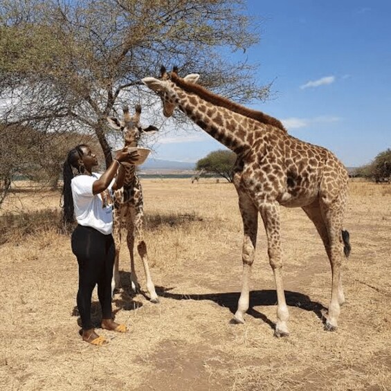 A person feeding a giraffe in a dry grass field with trees in the background. 5