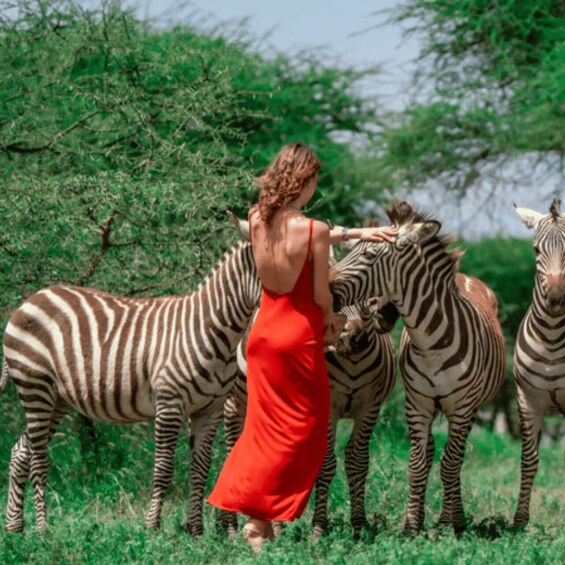 A person in a red dress interacting with zebras in a grassy field with trees in the background. 3