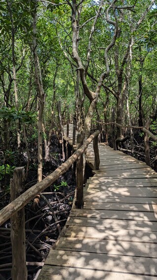 A wooden boardwalk through a mangrove forest. 3