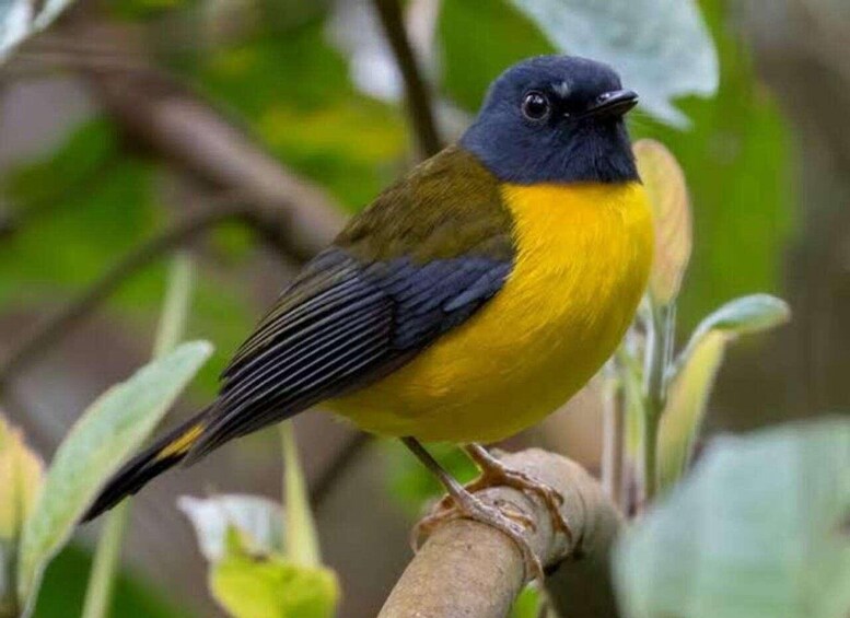 A bird with blue and yellow plumage perched on a branch. 5