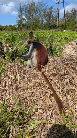 A monkey sitting on dry grass with a tree in the background. 2