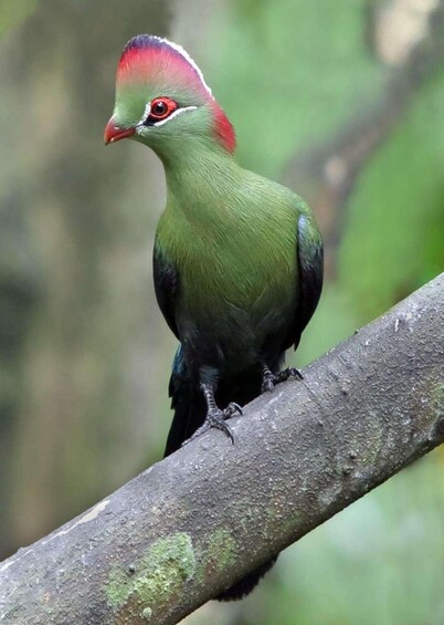 A bird with a red crest and green body perched on a branch. 1