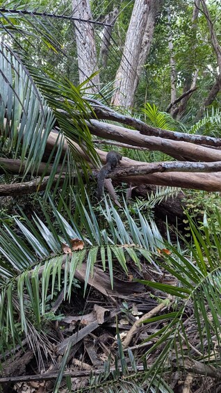 A fallen tree in a forest with dense foliage and a chain-link fence in the background. 4
